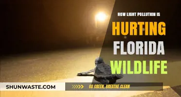 Florida's Wildlife Under Threat from Light Pollution