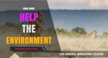 Lions' Vital Role in Balancing Ecosystems and Protecting Biodiversity
