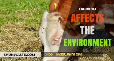 Livestock's Environmental Impact: Climate, Land Use, and Sustainability Explained