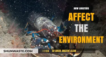 Lobsters' Environmental Impact: Exploring Their Role in Marine Ecosystems