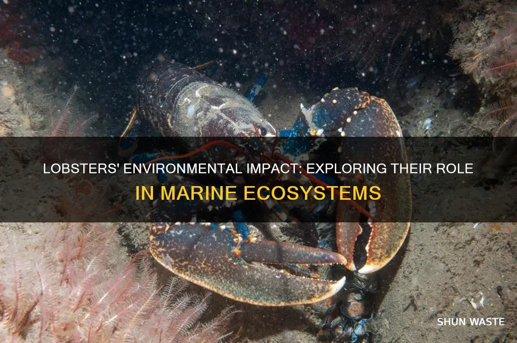 how lobsters affect the environment