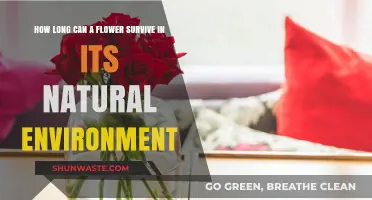 Natural Lifespan of Flowers: Survival Duration in Their Native Habitats