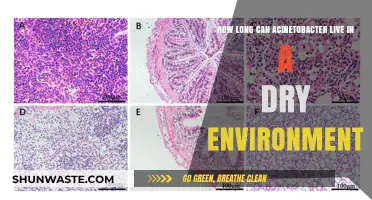 Acinetobacter's Survival: How Long Can It Endure in Dry Conditions?