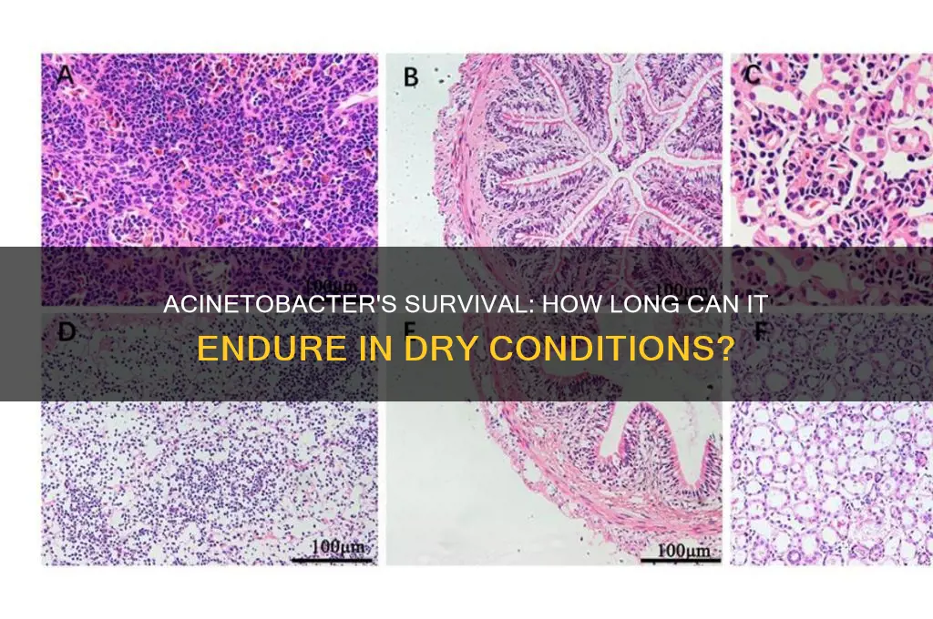 how long can acinetobacter live in a dry environment