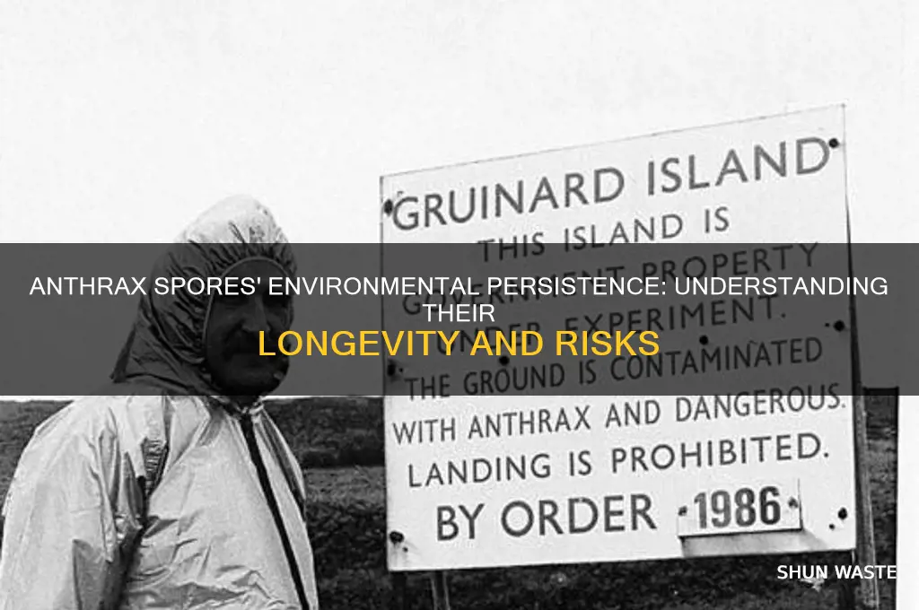 how long can anthrax spores persist in the environment
