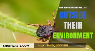 Surviving the Outdoors: Bed Bugs' Lifespan Beyond Their Habitat