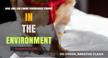Canine Coronavirus Survival: How Long Does It Last Outside?