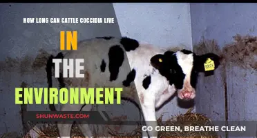 Cattle Coccidia Survival: Understanding Environmental Lifespan and Risks