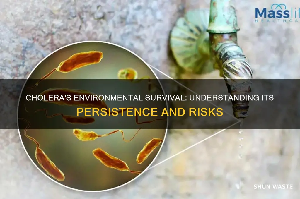 how long can cholera survive in the environment
