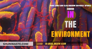 Clostridium Difficile Spores: Environmental Survival Duration Explained