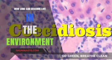 Coccidia Survival: How Long Can It Persist in the Environment?