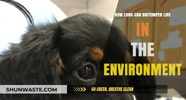 How Long Does Distemper Survive in the Environment?