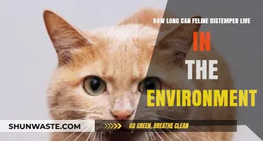 Feline Distemper's Environmental Survival: How Long Does It Last?