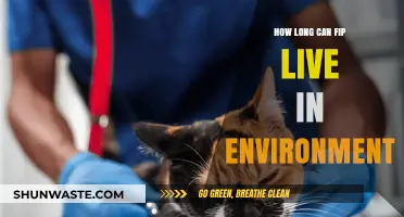 FIP's Environmental Survival: Understanding How Long the Virus Persists