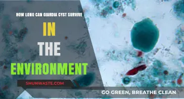 Giardia Cyst Survival: How Long Do They Persist in the Environment?