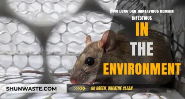 Hantavirus Survival: How Long Does It Stay Infectious in Environments?