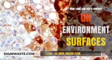 Hepatitis B Survival: How Long Does It Last on Surfaces?