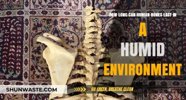 Human Bones in Humidity: Durability and Preservation Explained