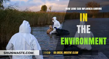 Influenza's Environmental Survival: How Long Can the Virus Persist?