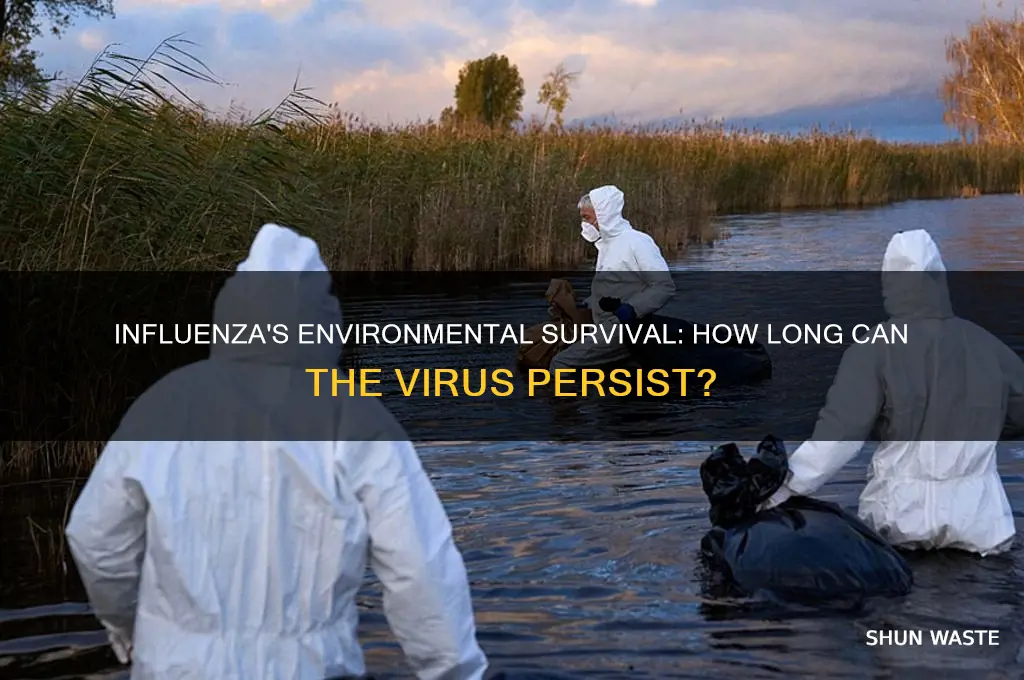 how long can influenza survive in the environment