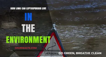Leptospirosis Survival: How Long Does It Persist in the Environment?