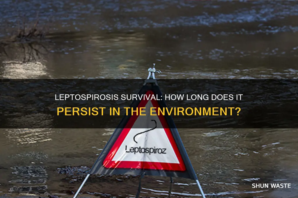 how long can leptospirosis live in the environment
