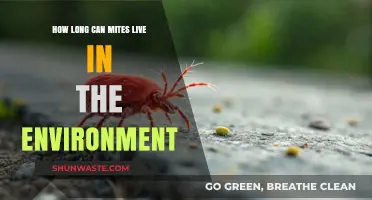 Mites' Environmental Survival: Understanding Their Lifespan in Your Surroundings