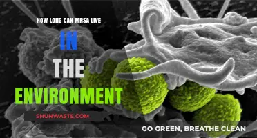 Understanding MRSA Survival: How Long Can It Live Outside the Body?