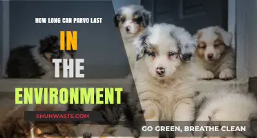 Parvo's Environmental Persistence: Understanding How Long It Survives Outside