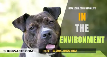 Parvo's Environmental Survival: How Long Does the Virus Persist?