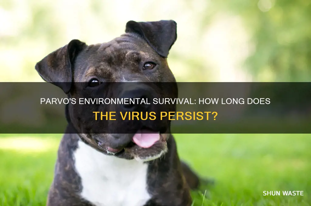 how long can parvo live in the environment
