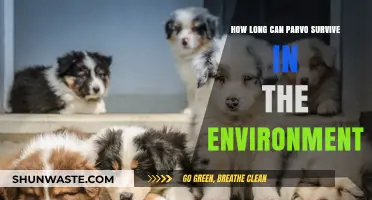 Parvo's Environmental Survival: How Long Does the Virus Persist?
