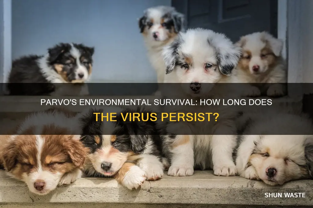how long can parvo survive in the environment