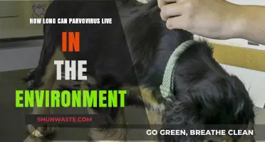 Parvovirus Survival: How Long Does It Persist in the Environment?