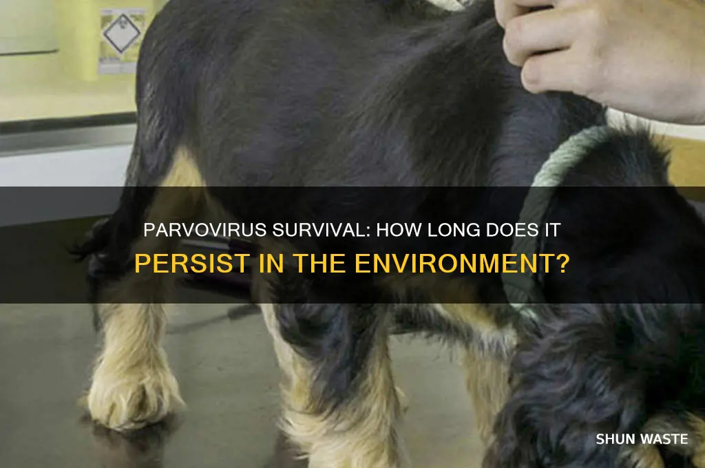 how long can parvovirus live in the environment