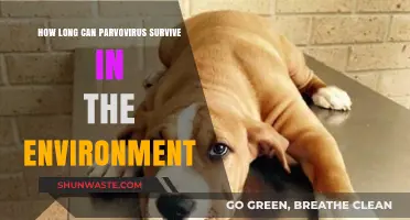 Parvovirus Survival: How Long It Lingers in Your Environment