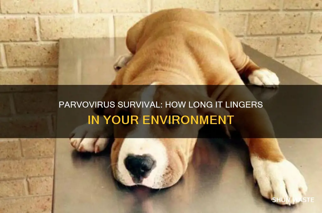 how long can parvovirus survive in the environment