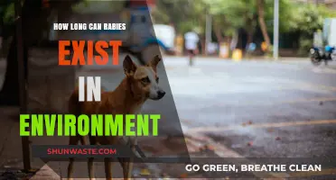 Rabies Survival in the Environment: Duration and Factors Explained
