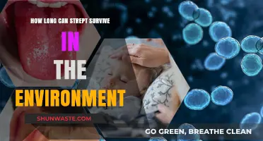 Streptococcus Survival: How Long Can Strep Thrive Outside the Body?