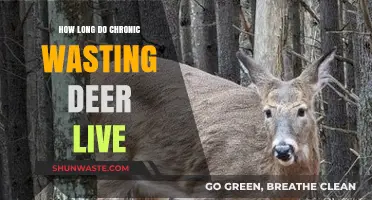 Chronic Wasting Disease: Understanding Deer Lifespan and Impact