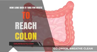 Digestive Journey: Time It Takes for Waste to Reach Colon