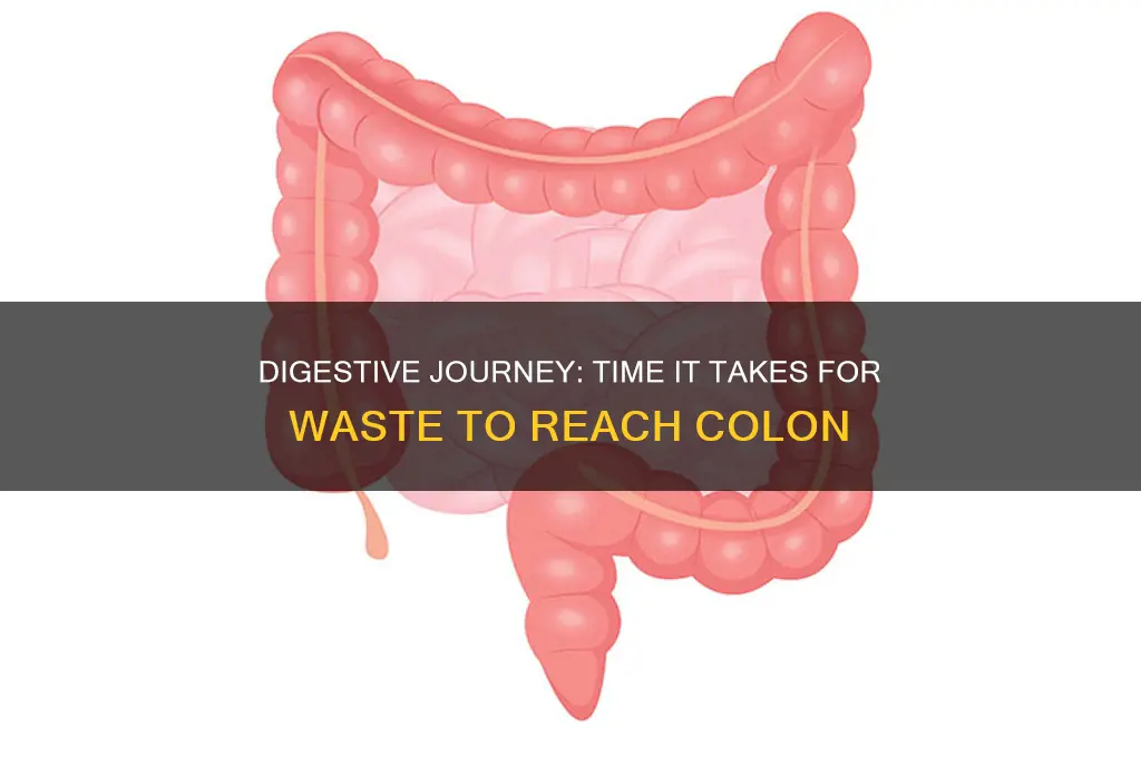how long does it take for waste to reach colon