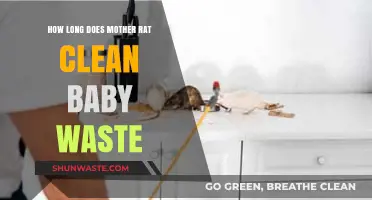 Mother Rat's Cleaning Habits: How Long Do They Care for Baby Waste?