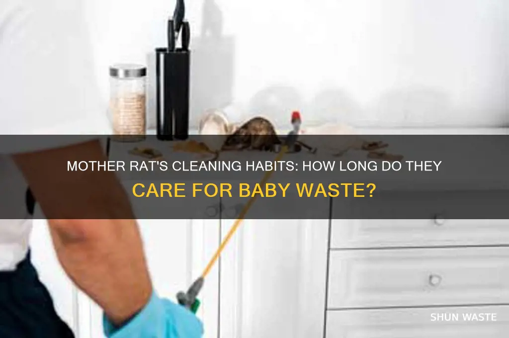 how long does mother rat clean baby waste