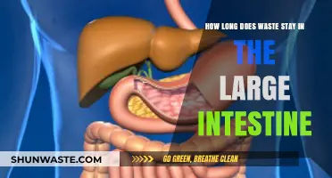 Understanding Transit Time: How Long Waste Resides in the Large Intestine