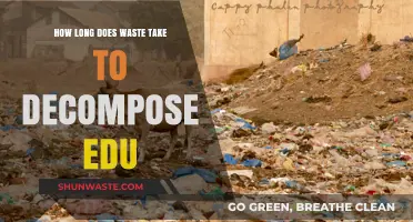Understanding Decomposition: How Long Does Waste Break Down in Nature?