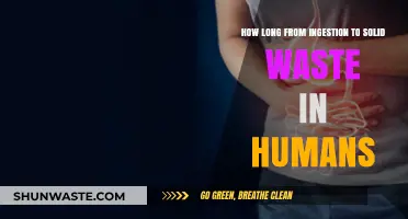 Human Digestion Journey: From Ingestion to Solid Waste Timeline