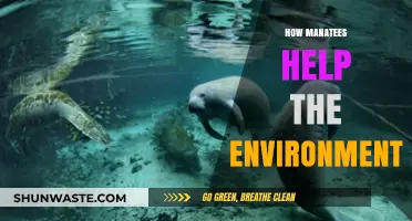 Manatees: Gentle Giants Nurturing Ecosystems and Protecting Our Environment