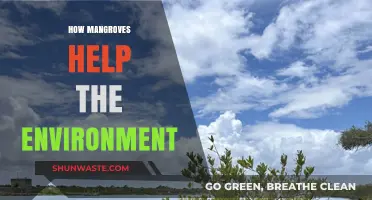 Mangroves: Nature's Coastal Guardians for a Healthier Environment