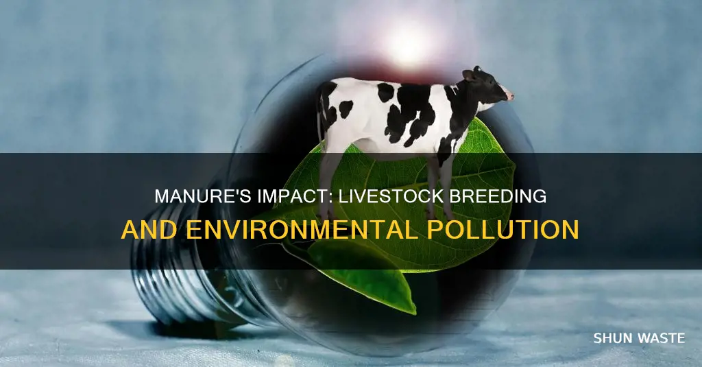 how manure in breeding livestock causes pollution